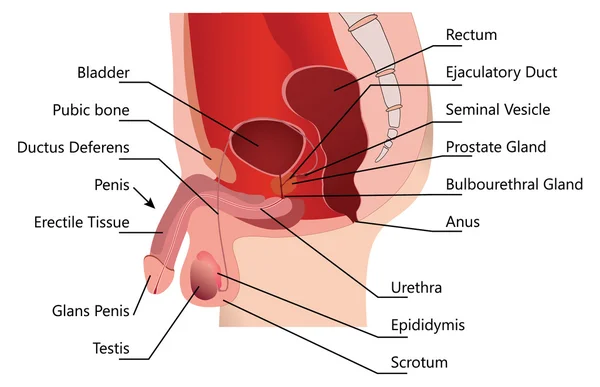 Sistem Reproduksi Pria di Seksi Median - Stok Vektor