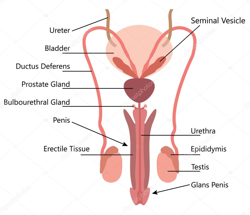 Male Reproductive System Front View Diagram Human Anatomy