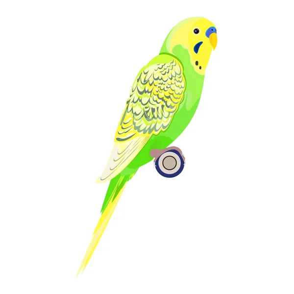 Světle Zelený Papoušek Budgie Papoušek Budgerigar Realistický Vektor Izolované Bílém — Stockový vektor