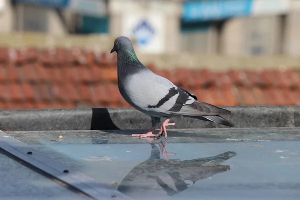 Pombo macho em pé sobre telhas em um dia de primavera, à procura de um companheiro — Fotografia de Stock