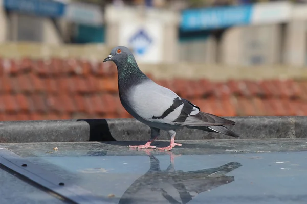 Pombo macho em pé sobre telhas em um dia de primavera, à procura de um companheiro — Fotografia de Stock