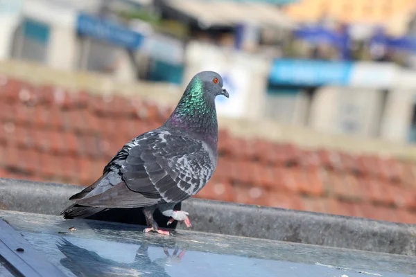 Pombo macho em pé sobre telhas em um dia de primavera, à procura de um companheiro — Fotografia de Stock