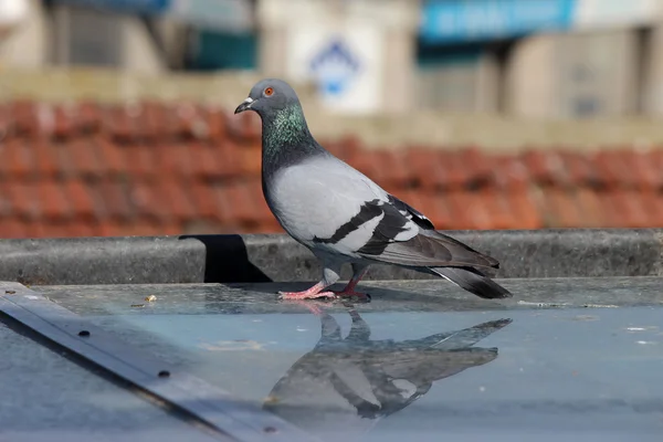 Pombo macho em pé sobre telhas em um dia de primavera, à procura de um companheiro — Fotografia de Stock