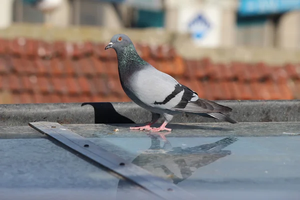 Pombo macho em pé sobre telhas em um dia de primavera, à procura de um companheiro — Fotografia de Stock