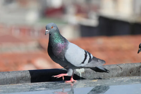 Pombo macho em pé sobre telhas em um dia de primavera, à procura de um companheiro — Fotografia de Stock