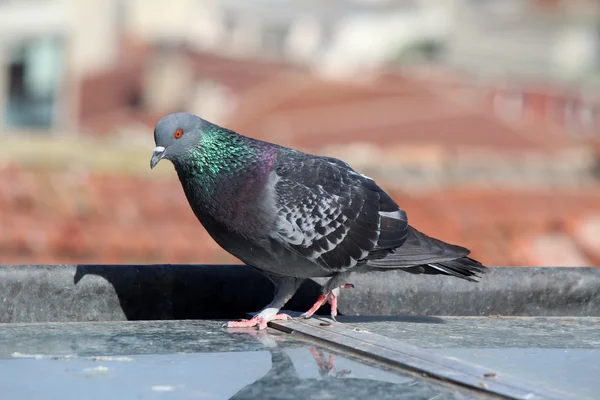 Pombo macho em pé sobre telhas em um dia de primavera, à procura de um companheiro — Fotografia de Stock