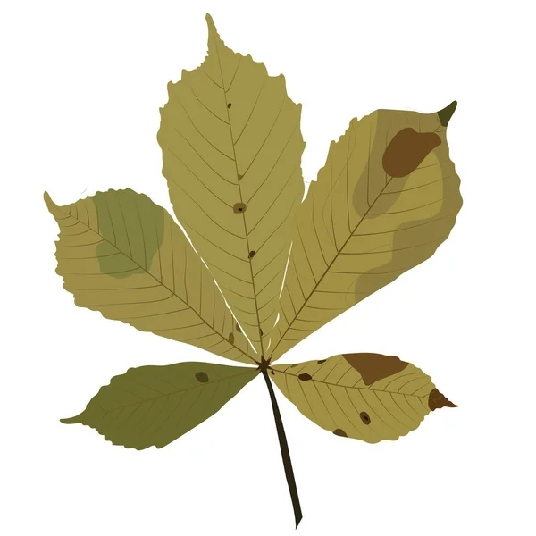 Hoja Castaño Otoño Ilustración Stock Vectorial Aislada Sobre Fondo Blanco — Vector de stock