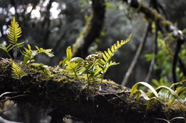 Ormanda büyüyen yapraklar