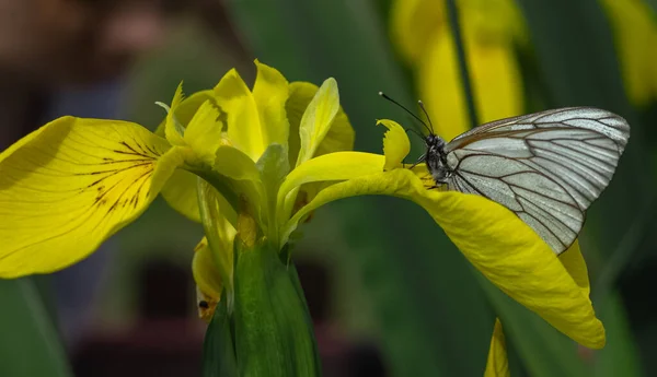 Parlak sarı bir iris üzerinde Hawthorn Kelebeği. Güneşli bir yaz günü.