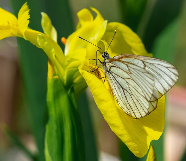 Parlak sarı bir iris üzerinde Hawthorn Kelebeği. Güneşli bir yaz günü.