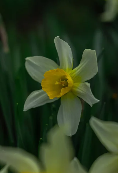 Narcisos Branco Amarelos Nos Raios Sol Poente Raios Sol Caem — Fotografia de Stock