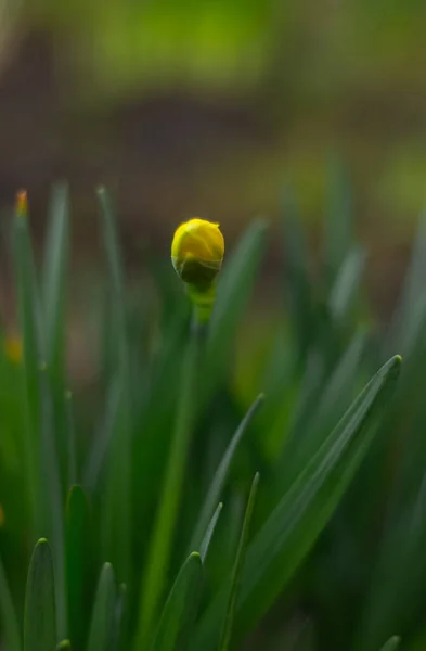 Jasnożółte Tęczówki Ogród Ozdobiony Kwiatami Bud Iris Zielonym Tle — Zdjęcie stockowe