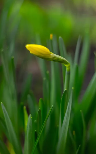 Bright Yellow Irises Gardening Area Decorated Flowers Bud Iris Green — Stock Photo, Image