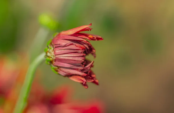 Blühende Chrysanthemenknospe Auf Rot Grünem Hintergrund — Stockfoto