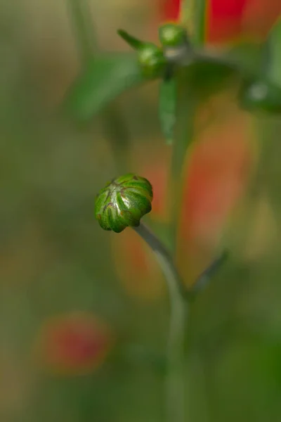 Chrysanthemum Bud Green Background — Stock Photo, Image