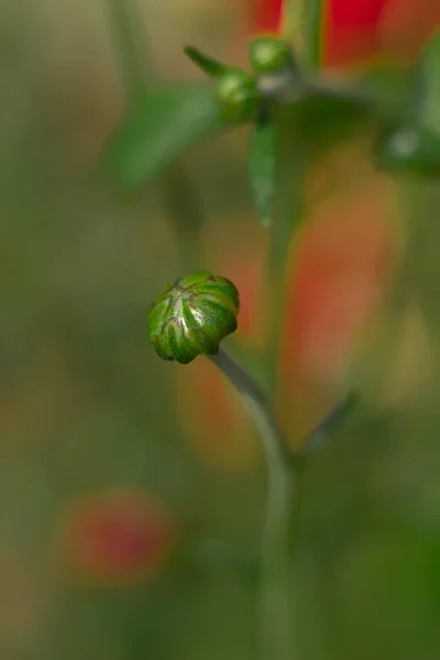 Chrysanthemum Μπουμπούκι Πράσινο Φόντο — Φωτογραφία Αρχείου