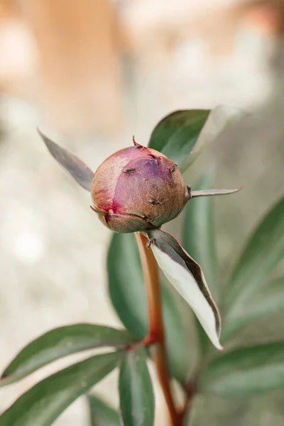 Bourgeon Pivoine Bordeaux Aux Feuilles Vertes Sur Fond Froid Gros — Photo