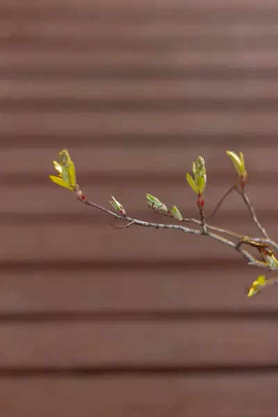 Folhas Novas Jardim Foco Seletivo Close Folhas Germinantes Uma Árvore — Fotografia de Stock