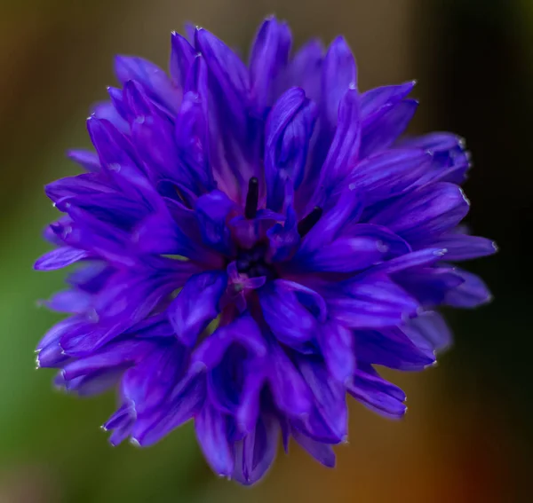 Flor Milho Azul Close Fundo Escuro Uma Espécie Reconciliação Macro — Fotografia de Stock