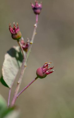Sıcak bir arka planda böğürtlenli Irga dalı. Olgunlaşmış böğürtlenli Irgi dalı