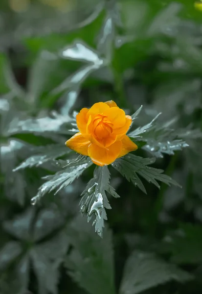 Blumen Braten Badeanzug Orange Knospe Auf Einem Grünen Hintergrund Sibirische — Stockfoto