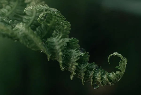 Yağmur damlalı eğreltiotu yaprağı. Yan görüş. Makro. Duvar kağıdı. Koyu arkaplan.