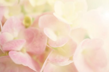 Romantik arka plan için yumuşak renk tarzında tatlı pembe ortancaları