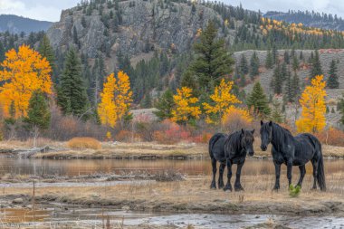 Two majestic horses peacefully grazing in a natural landscape on a sunny day