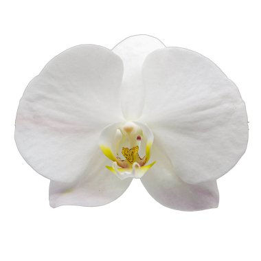 Güzel bir orkide çiçeği beyaza izole edilmiş. Yüksek kalite fotoğraf
