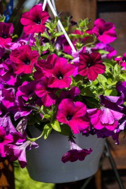 Canlı çiçekli şelale, güneş ışığıyla aydınlanan bahçe sahnesi, canlı petunyalar açık hava bitkilerinin üzerine dökülüyor.