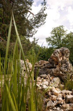 Huzurlu gölet manzarası, bereketli bitkiler ve yıpranmış taşlar içeren yansıtıcı su dinginlik yaratır.