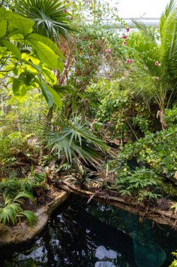Yeşillik yemyeşil barınak, bereketli yeşillik ve huzur dolu çevreye sahip huzurlu bir konservatuar.
