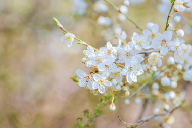 İlkbahar tepe örtüsü bembeyaz çiçeklerle ve yumuşak parlaklıklarla doludur, bereketli bahar örtüsü bembeyaz çiçeklerle kaplıdır.