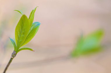 Taze Yeşil Yapraklar Şubede, Minimalist Bej Bokeh ile Macro, Sabah Güneşi Işığı Yumuşak Yeni Büyüme, Kapalı Botanikçi Bakış Açısı,