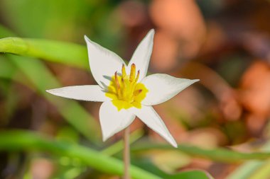 Beyaz Yıldız Zambak Merkezi, parlak sarı boğazlı, çıtır çıtır yapraklı, minimalist kompozisyonu, saflığı ve ilkbaharın başlarında