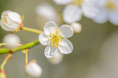 Çiçek açan Bud, soluk yapraklı ve yumuşak arkaplanlı bir çiçeğe dönüşüyor. Geçiş anı, yaprak döşeme, şefkat kökü, yumuşak bir kökü yakalıyor.