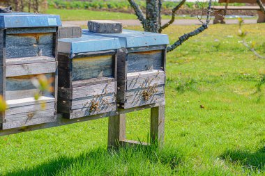 Kapalı Ahşap Kovan Girişi Arılarla Dolu, Boyalı Kalaslardaki Kümelenmiş Böcekler Etkin Toplama, Güneş Işığı Işığı Işığı