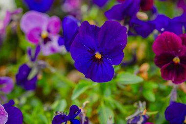 Magenta Mor Yapraksı Kümesi Katmanlı Yapraklar ve Parlak Sarı Gözler, Kapalı Topraklar Karmaşık Damarlar ve Nemli Yapraklar, Canlı Renk Kontrastı