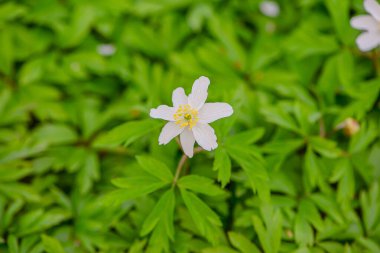 Yeşil Yapraklar Üzerinde Beyaz Anemone Çiçekleri, Kırılgan Beş Yapraklı Çiçek Orman Döşemesi, Yumuşak Sabah Işığı Poleni ve Dokulu