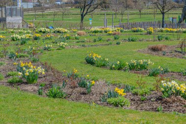 Çiçekli bahar bahçesi yatakları, kıvrımlı toprak sınırları, budanmış çimenler, dağınık sarı kümeler, uzak ağaçlar ve çitler, bulutlu gökyüzü.,