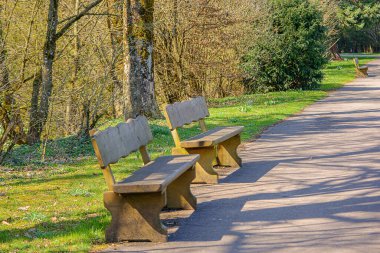 Bahar Park Bankları Gün Işığı Yolu boyunca, Boş Ahşap Banklar Asfalt Yürüyüşünde Uzun Gölgeler, Taze Yeşil Yapraklı Huş Ağacı Ağaçları, Benekli