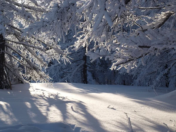 Sunlight in winter forest — Stock Photo, Image