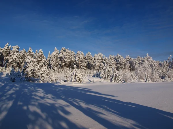 Snow covered forest and blue sky — Stock Photo, Image