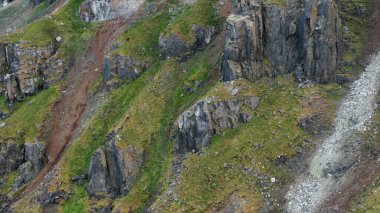 Ormanda yaban domuzu