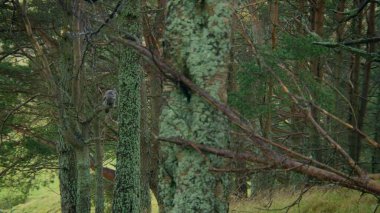 Kumlarda çöl kertenkelesi