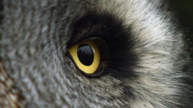 Kumlarda çöl kertenkelesi