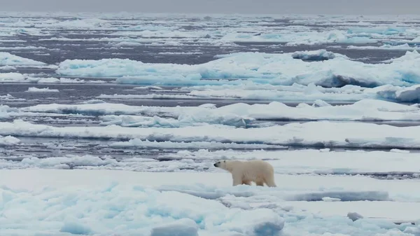 Eisbär Schnee — Stockfoto