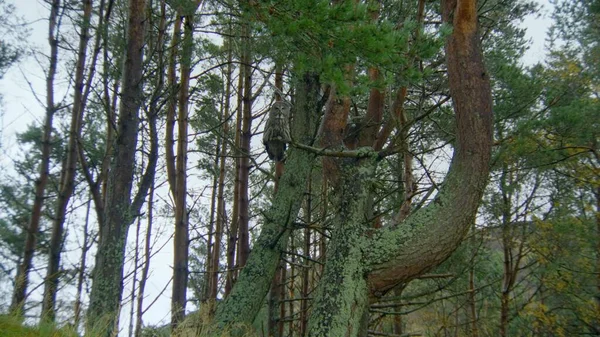 Lézard Désert Dans Les Sables — Photo