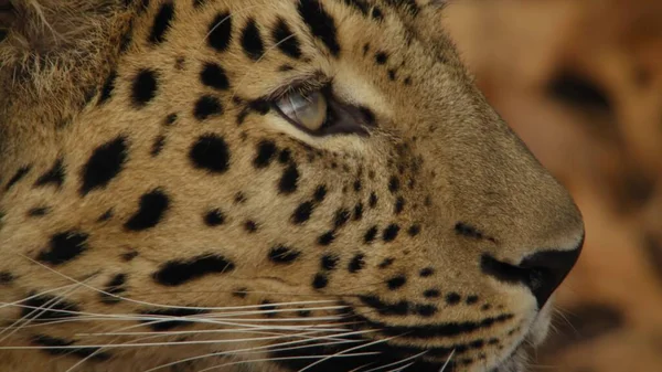 Nahaufnahme Porträt Des Leoparden — Stockfoto