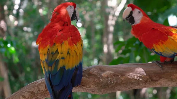 Parrot Sits Branch Tropical Forest — Stock Photo, Image